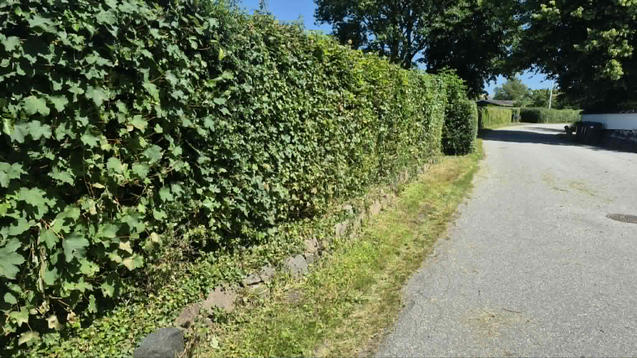 Hæk langs vej – efter klipning